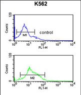 4 - ZO1 Antibody (C-term) AP4783b