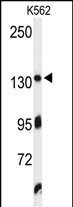 1 - ZO1 Antibody (C-term) AP4783b