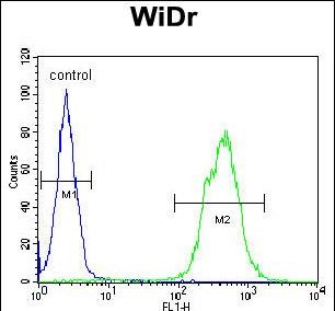 4 - TOX3 Antibody (Center) AP4814c