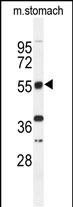 1 - TOX3 Antibody (Center) AP4814c