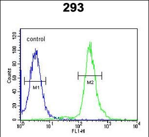 4 - GBP7 Antibody (C-term) AP4910b