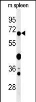 1 - GBP7 Antibody (C-term) AP4910b