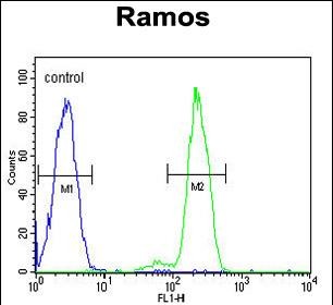 4 - DCP1B Antibody (center) AP9888c
