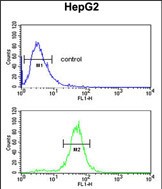 4 - RERE Antibody (N-term) AP9954A