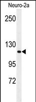 1 - RERE Antibody (N-term) AP9954A