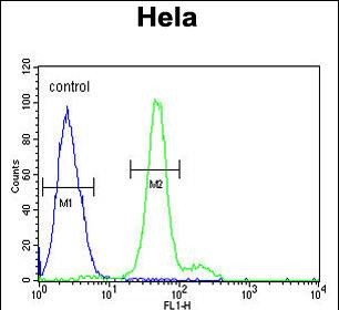 4 - ELOVL5 Antibody (C-term) AP9968a