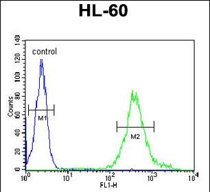 4 - M11D1 Antibody  (N-term) AP9974a