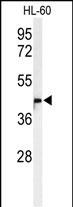 1 - M11D1 Antibody  (N-term) AP9974a