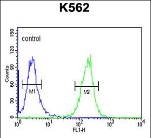 4 - SE6L2 Antibody (C-term) AP4937B