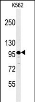 1 - SE6L2 Antibody (C-term) AP4937B