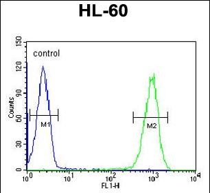 4 - MACOI Antibody  (N-term) AP4951a