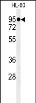 1 - MACOI Antibody  (N-term) AP4951a