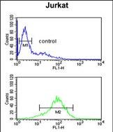4 - ANR49 Antibody  (Center) AP4966c