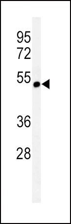 1 - CHRNA3 Antibody (N-term) AP5022A