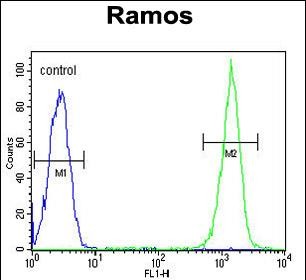 4 - CMTM7 Antibody (N-term) AP5023a