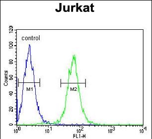 4 - HVCN1 Antibody (N-term) AP5042A