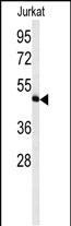 1 - HVCN1 Antibody (N-term) AP5042A