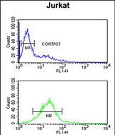 4 - LIMD2 Antibody (N-term) AP5051a