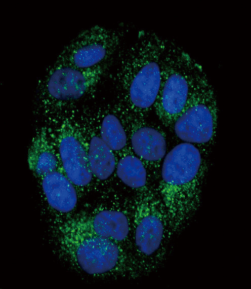 3 - PYY Antibody (C-term) AP5103B