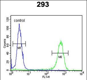 4 - JHDM1D Antibody (Center) AP5116c