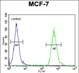 4 - TTPAL Antibody (C-term) AP5164b