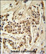 14 - TTPAL Antibody (C-term) AP5164b