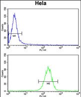4 - KIAA1529 Antibody (C-term) AP5165b