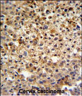 14 - KIAA1529 Antibody (C-term) AP5165b