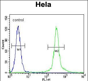 4 - CMPK2 Antibody (Center) AP5206c