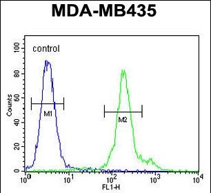 4 - FBXL14 Antibody (C-term) AP5220b