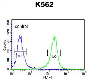 4 - MTMR15 Antibody  (N-term) AP5247a