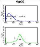 4 - RSAD1 Antibody (C-term) AP5262B