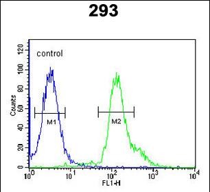 4 - RSPO2 Antibody (C-term) AP5264b