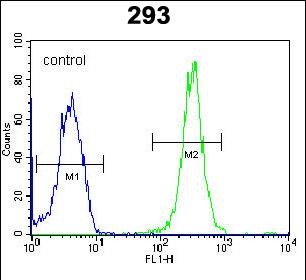 4 - TTLL11 Antibody (C-term) AP5291b