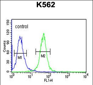 4 - WDR73 Antibody (N-term) AP5297a