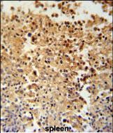 14 - STAMBPL1 Antibody (Center) AP5326C