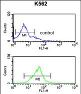 4 - EIF3G Antibody (Center) AP5342c
