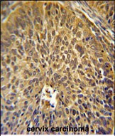 14 - EIF3G Antibody (Center) AP5342c