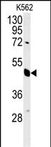 1 - EIF3G Antibody (Center) AP5342c