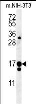 1 - C14orf179 Antibody (Center) AP5370c