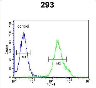 4 - KCTD21 Antibody (C-term) AP5408b