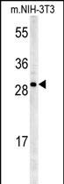 1 - KCTD21 Antibody (C-term) AP5408b
