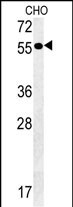 1 - AMY2A Antibody (C-term) AP5415b