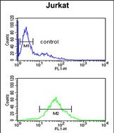 4 - SHCBP1 Antibody (C-term) AP5433b