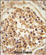 14 - SHCBP1 Antibody (C-term) AP5433b