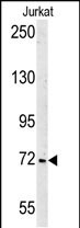 1 - SHCBP1 Antibody (C-term) AP5433b
