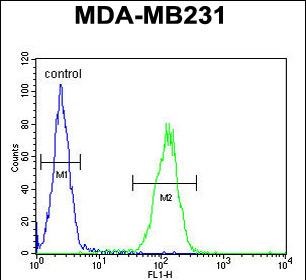 4 - PRB2 Antibody (C-term) AP5480b