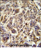 14 - FLJ11506 Antibody (C-term) AP5483b
