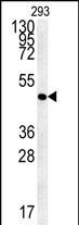 1 - FLJ11506 Antibody (C-term) AP5483b