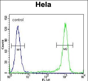 4 - KLF17 Antibody  (C-term) AP5507b